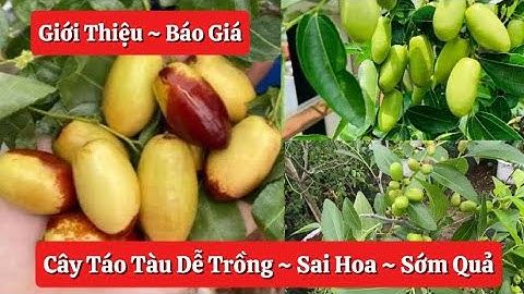 Giới Thiệu Và Báo Giá Chi Tiết Cây Táo Tàu TigerTooth Trồng tại Việt Nam ☎️0968.750.386