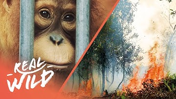 Is It Too Late To Save Orangutan
