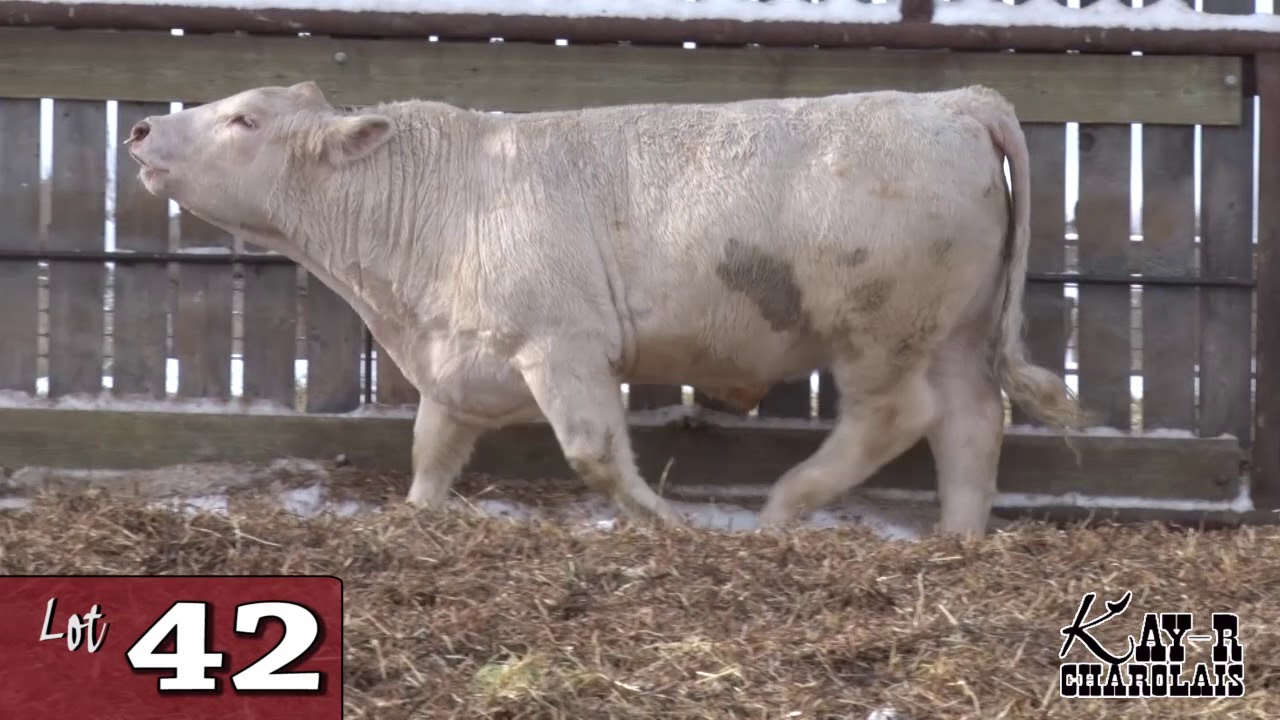 Kay R Cattle Lot 42 - Kay-R 2020.mp4 - YouTube
