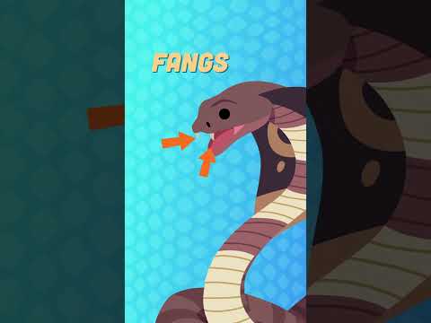 A Group Of Cobras Is Called A Quiver! | KLT #shorts