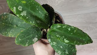:      ... undulata red, clemensiorum, caudata  . / 2025/