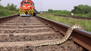 Snake in railway track ...Snake in train track