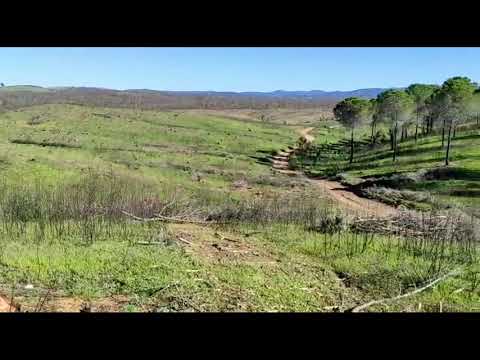 Talas indiscriminadas engullen el arbolado sano que escapó del gran incendio de Almonaster