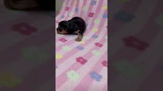 Oh baby yorkie puppy! 2 weeks old.