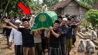 KEDIRI IN SHOCK: PAK HAJI'S COFFIN SUDDENLY ATTACKED BY A PACK OF WHITE MONKEYS & IT TURNS OUT...