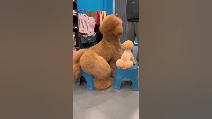 The Dog Groomer 5 - DayDayNews