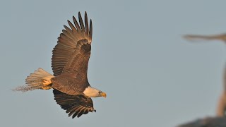 SWFL Eagles- M15 and F23 Aerial Acrobatic Skills, Strengthening The Bond! #eagle #baldeagle #swfl