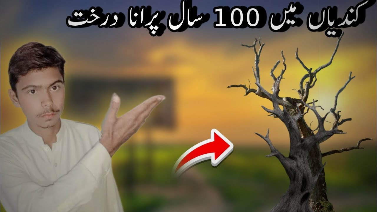 Kundian mn 100 sal Purana tree kundian forest caloni mn bahot bahot ...