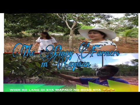 Mga Pinoy Na Farmers Sa Cayman (Part 1)