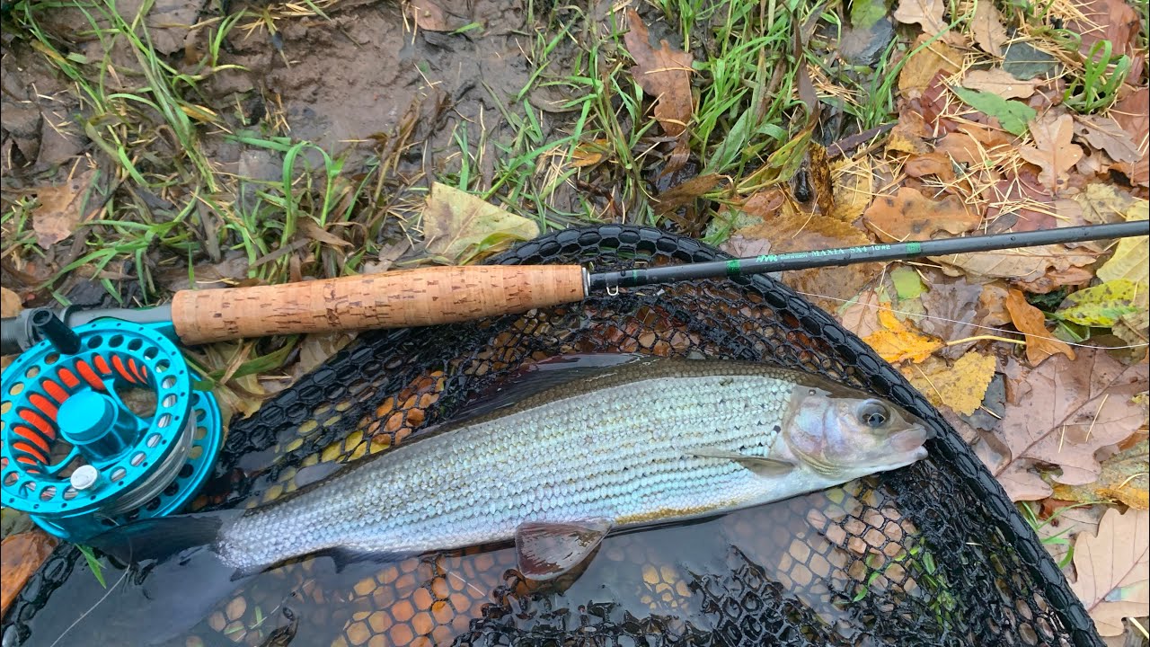 River ribble grayling fishing - YouTube