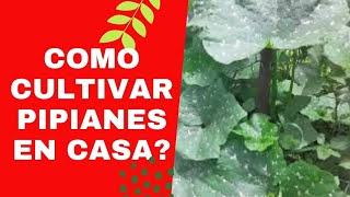 COMO cultivar PIPIANES en CASA facil y rapido.  Huerto Facil Y Familiar