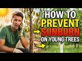 How to Prevent Sunburn on Young Trees