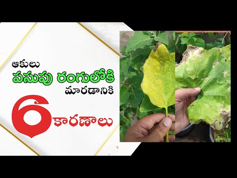 Reasons Why Leaves Turns Yellow || Tips For Each Problem