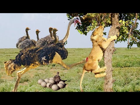أسد في وضع مأساوي النعامة تستخدم طرق ذكية لحماية صغارها من الأسود النعامة تهاجم الأسد والضبع والفهد