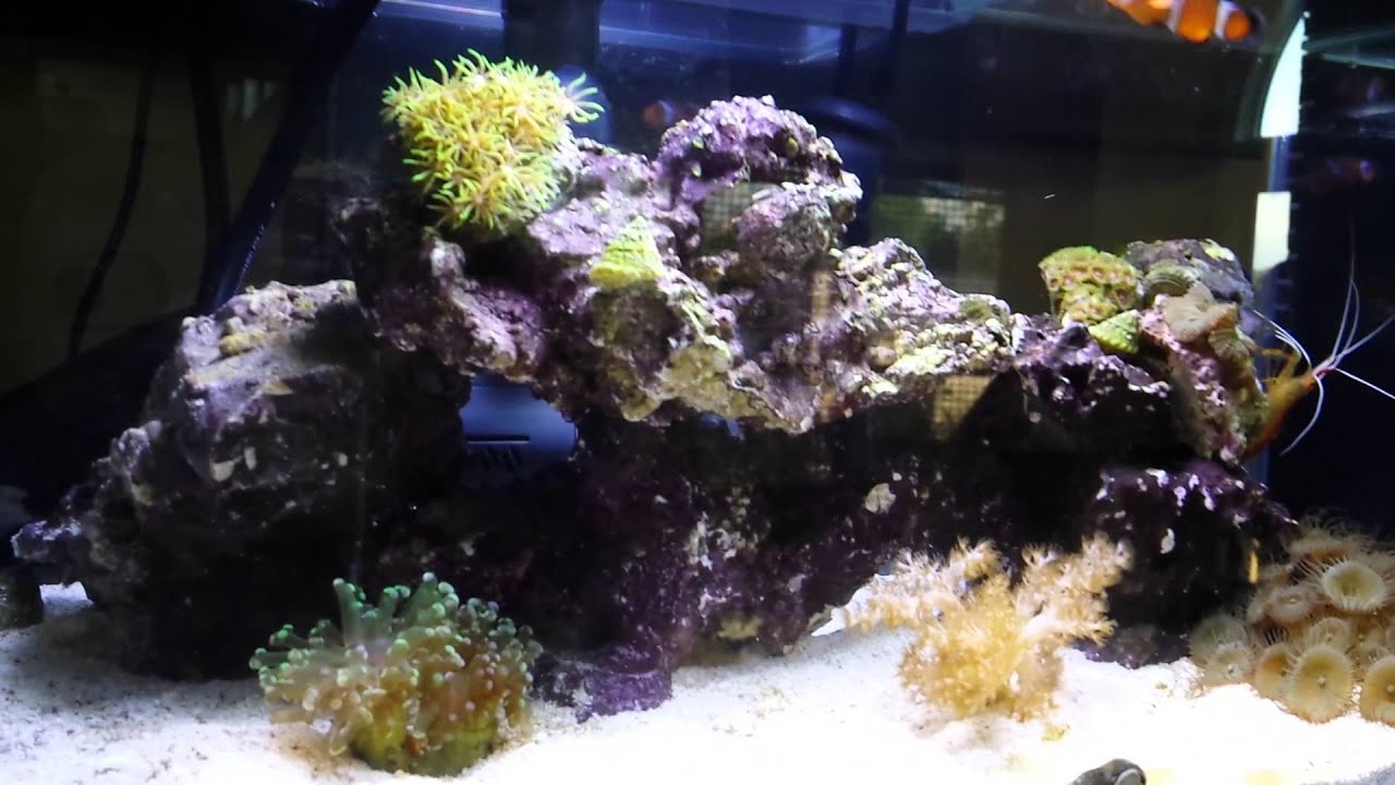 Fluval Edge 6 Gallon Nano Reef - YouTube