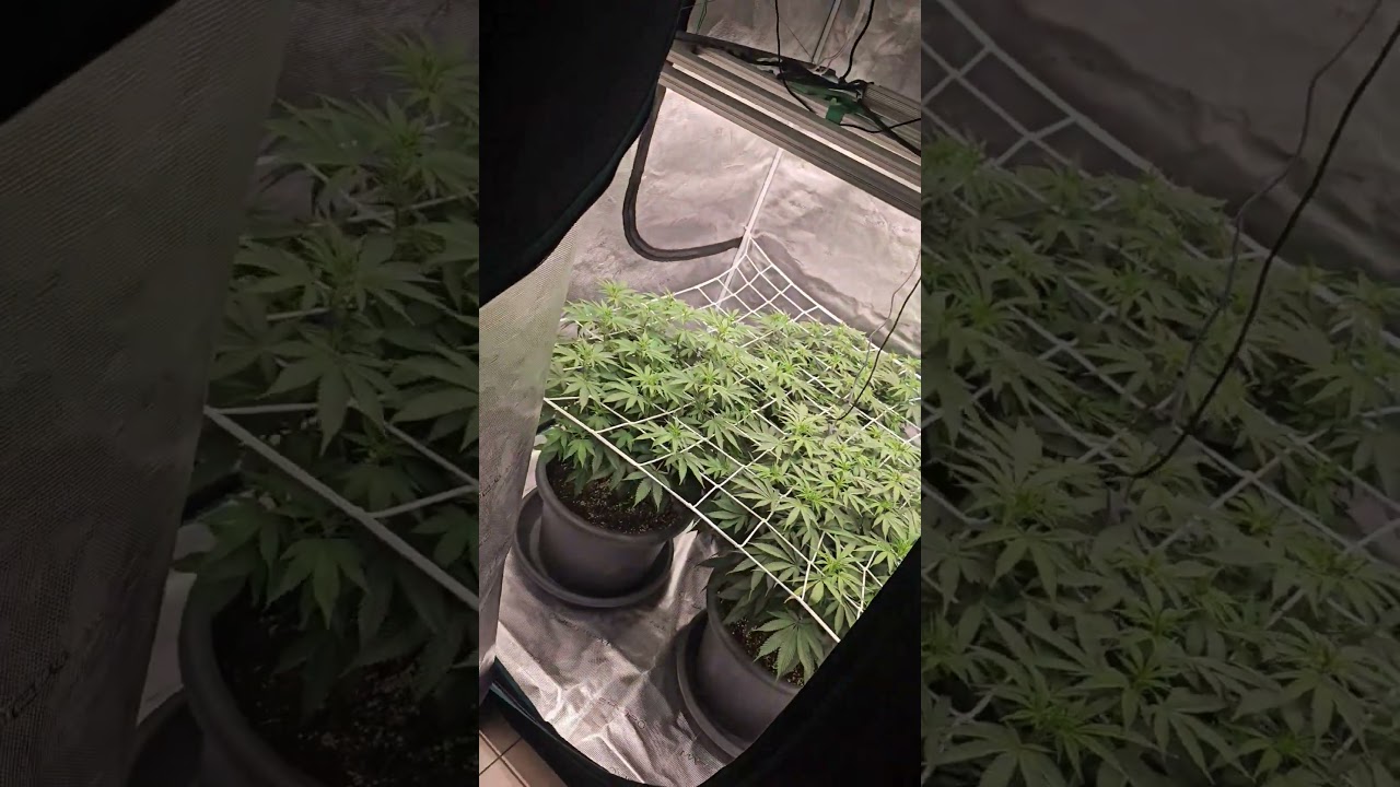 Super Lemon Haze by Greenhouse Seeds