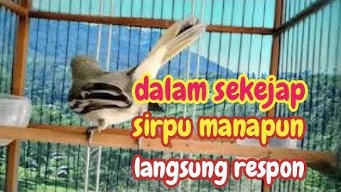 dalam SEKEJAP sirpu/cipoh manapun bakal LANGSUNG RESPON dengar pancingan sirtu  gacor ini