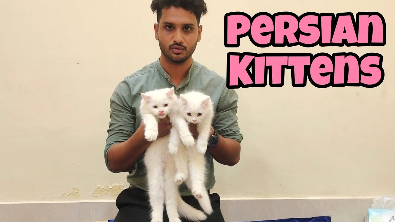 Persian Kittens in Hyderabad Barkas Odd Eyes Persian Cats in Hyderabad YouTube
