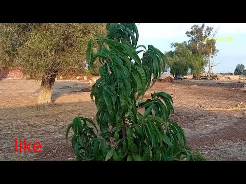 فيديو: العناية بالخوخ Tropi-Berta - كيفية زراعة شجرة الخوخ Tropi-Berta