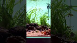 Stunning african style aquascape by @aquarium.by.bddnk #aquarium #fishtank #natureaquarium #aquascap
Stunning african style aquascape by @aquarium.by.bddnk #aquarium #fishtank #natureaquarium #aquascap Stunning african style aquascape by @aquarium.by.bddnk #aquarium #fishtank #natureaquarium #aquascap