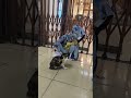 Cute Toddler Finds a Tiny Kitten at the Train Station 🐱🚉 | Heartwarming Moment with Mom 💛 #shorts
