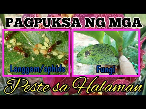 Video: Orchid Pest Management: Paggamot sa Mga Karaniwang Peste ng Orchid Flower