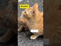 チャイさんの暮らし⑭。#保護猫