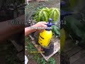 Pupuk racikan AJAIB nih bos spontan hasilnya 5 menit langsung BUKTI | #pupukorganik #pupuk #tanaman