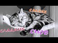 спокойной ночи! 😻😴good night! пожелание сладких снов от котиков! самых сладких снов!