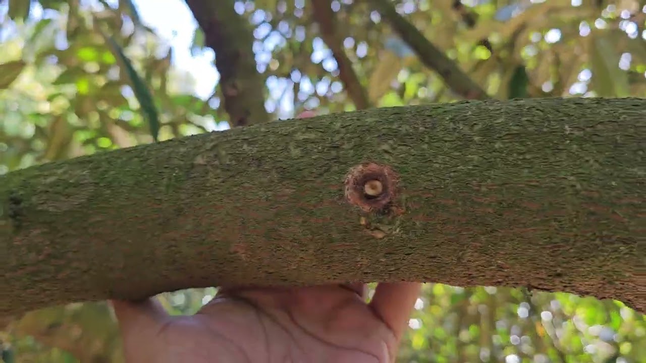 Tiết Bông Mạnh. Lên Chưa Đủ Thuốc Ra Bông Lai Rai Thì Xử Lý Sao?