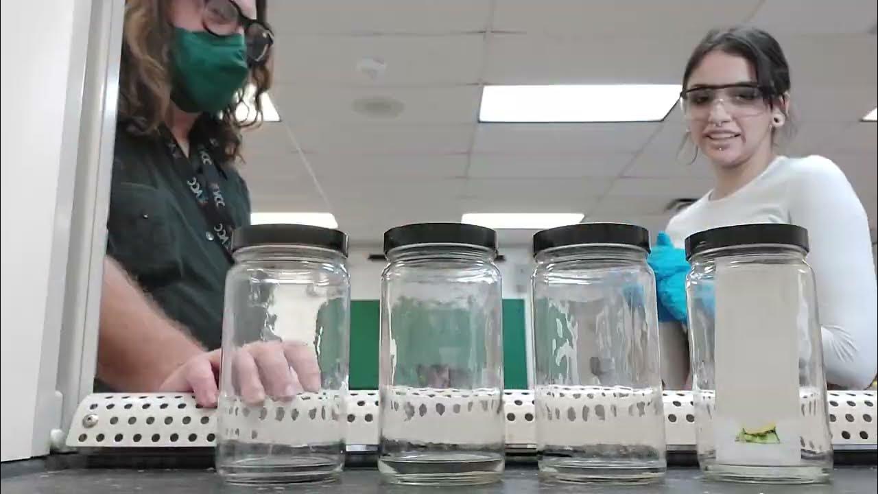 TLC Chromatography of Spinach Extract YouTube