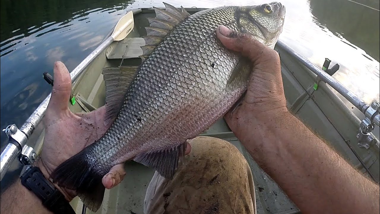 BIG MASSIVE TROPHY WHITE PERCH with FAST SOLID DROP DOWN WORM FISHING - STRAIGHT THROUGH!
