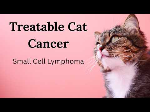 Feline Small Cell Lymphoma: Treatable Cat Cancer?