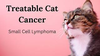 Feline Small Cell Lymphoma: Treatable Cat Cancer?