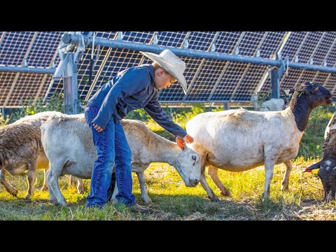 Raising sheep on solar farms: Meet families helping revive America's sheep industry