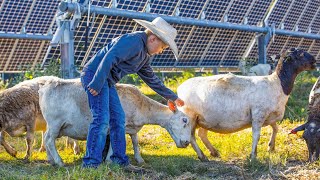 Raising sheep on solar farms: Meet families helping revive America's sheep industry