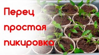 видео: Как легко пикировать перец картинка: Как легко пикировать перец