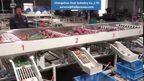 Onion grading machine, onion sorting machine, onion grader,آلة الدرجات البصل