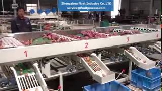 Onion grading machine, onion sorting machine, onion grader,آلة الدرجات البصل