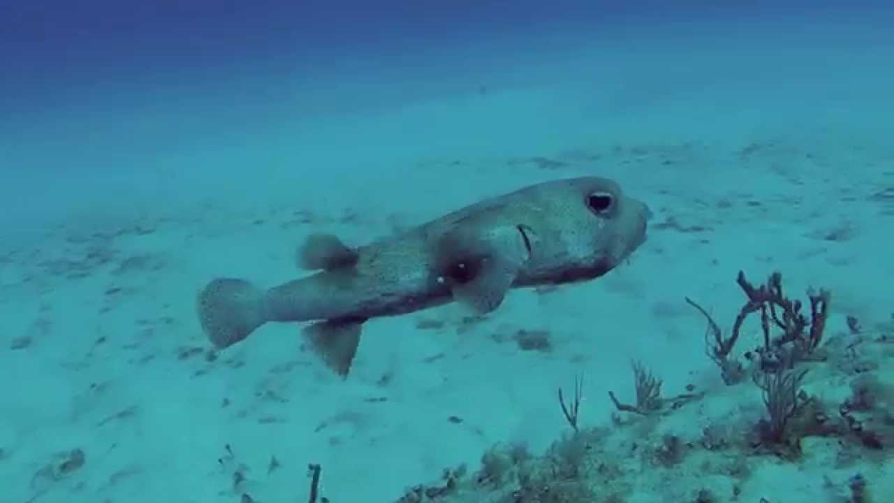 Porcupine fish eating a conch !! YouTube