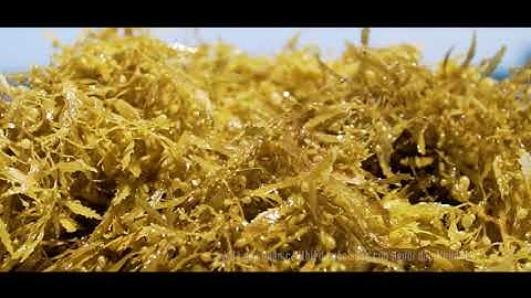 4K || NHƠN HẢI MÙA RONG MƠ || Rừng vàng dưới biển Quy Nhơn, Bình Định