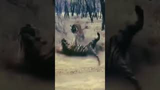 ASOMBROSO😱#Tiger v #tigres #wildlife #diamundialdelosanimales #mundial #nature #mundoanimal #animals