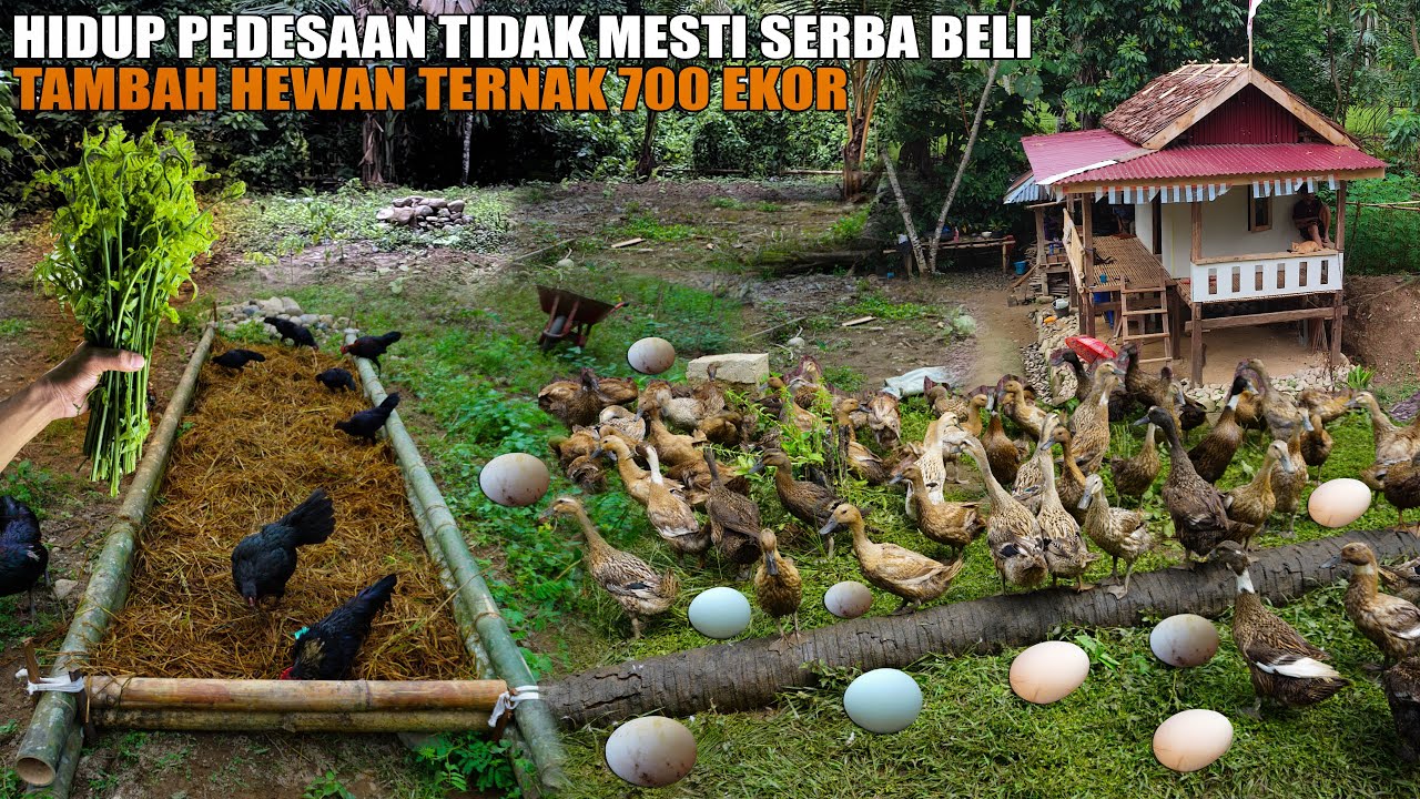 HIDUP DI PEDESAAN TIDAK MESTI SERBA BELI BUAT BEDENGAN BAMBU DAN PANEN TELUR BEBEK & TUMBUHAN PAKIS