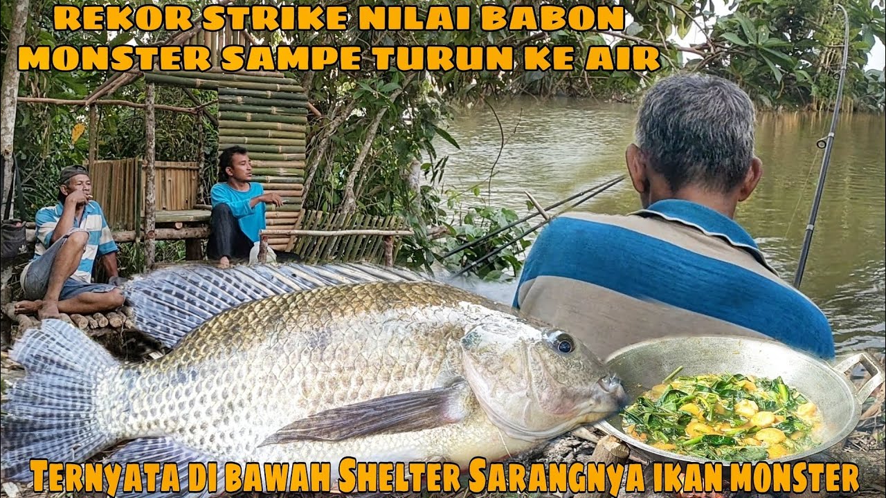 Rekor straik nila babon monster sampai turun ke sungai || Ternyata Shelter sarangnya ikan monster