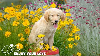 Relaxing Music For Dogs💖🐶🎵Music Relax Dogs Within 5 Minutes🎵Relaxing Puppy Music