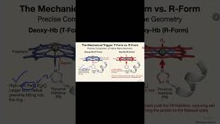 B212 /Bioinorganic Chemistry in 60 Seconds | Metal Ions in Life ⚛️ #education #chemistry #science