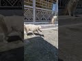 #gaming #acting #pritamsongs #funny #vilogpigeon #hindisong #pets #pigeonhouse