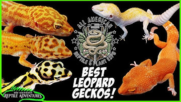 BEST LEOPARD GECKOS AT THE ALL AMERICAN REPTILE & PLANT EXPO! (April, 2025)