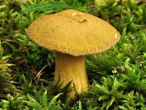 Редкие грибы. Моховик - подосиновик желто-бурый. Лесной шампиньон.