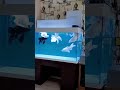 Platinum Butterfly Koi Carp Collection 614 - Very Beautiful Koi Fish Pond At Home